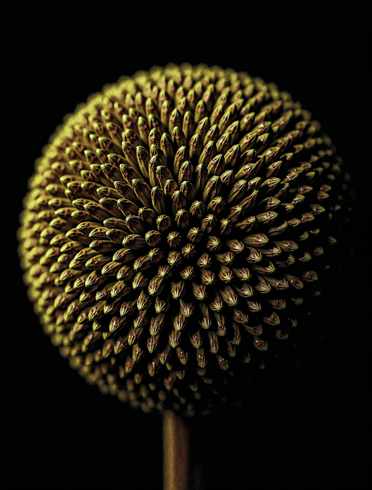 Botanical Macro